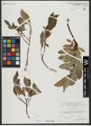 Foto von Salix hastata L.